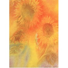 Vykort,M749 Solrosor