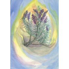 Vykort,W2011 Lavendel