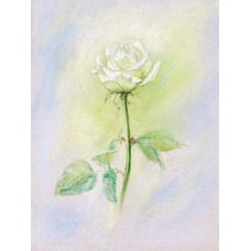 Vykort,Mz336 Vit ros